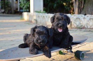 OndeNere • Allevamento di Schnauzer - Disponibilità cucciolate