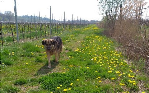 Che Vita Da Cani - centro cinofilo