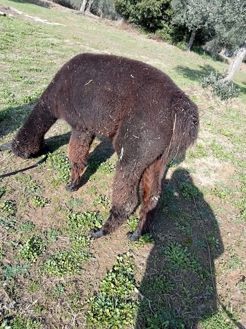 Mio alpaca