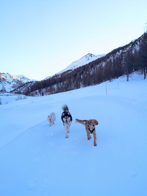 Dogsitting - Garderie et Promenade pour chiens - Sanka et Compagnie