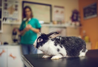 Veterinaria Fontenuova Dott. Roberto Carciofali