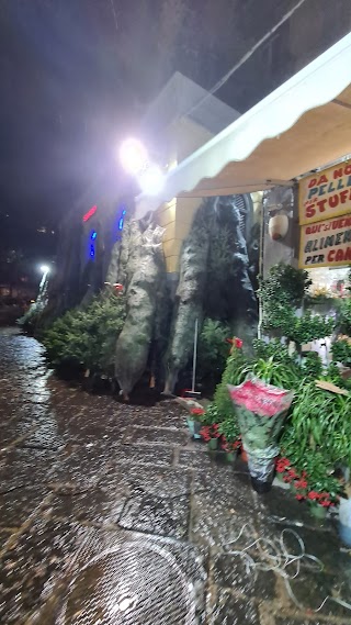 L'Angolo Fiorito di Buia Rosario ed Agostino Francesca