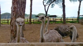 La fattoria degli animali