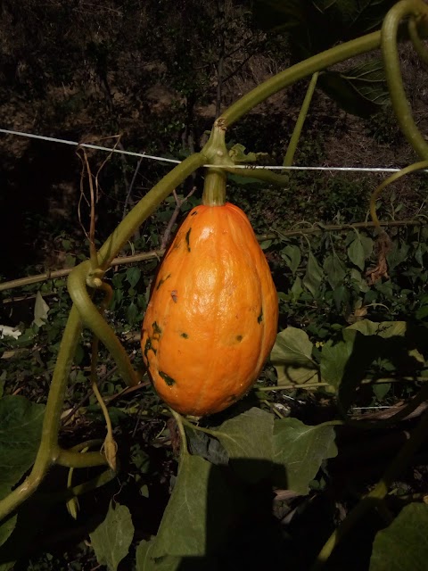 Chianti Food Forest