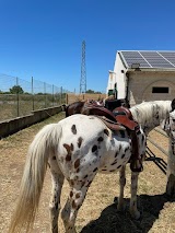 Gravina Stable - Passeggiate a cavallo