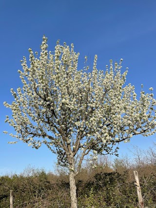 Masseria Fiore