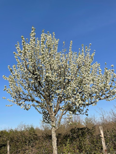 Masseria Fiore