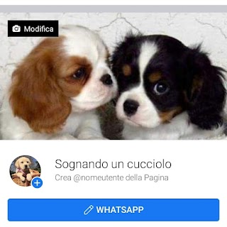 Sognando Un Cucciolo!