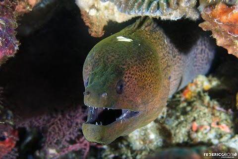 Ondanomala Diving School ASD