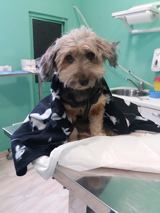 Ambulatorio Veterinario Dott.Ssa Tortorella Antonella