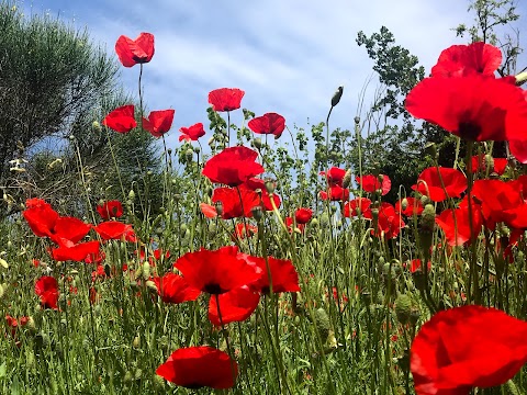 Tenuta di Tormarancia