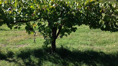 Tenuta I Lecci di Gurian Roberta Maura