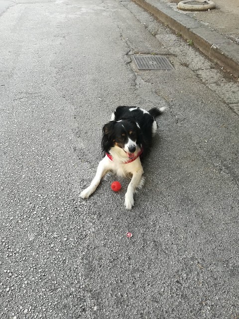 Ambulatorio veterinario Giordano-Ponticelli