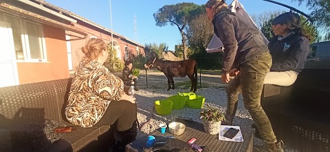 EQUIVET ROMA HOSPITAL CLINICA VETERINARIA EQUINA