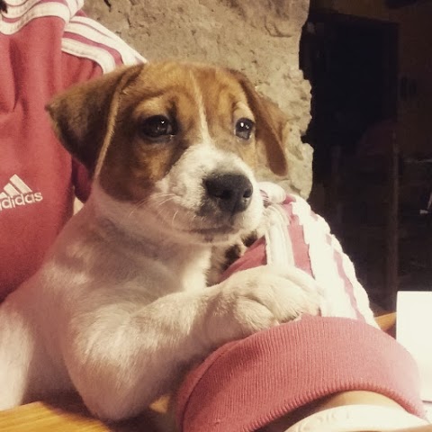 Allevamento Jack Russell Terrier & Pensione cani "Tempeste della Presolana"