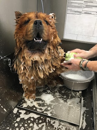 Sarcy Grooming Dog
