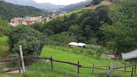 Campo cinofilo "La cascina di Alice "