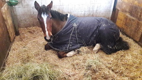 Centro Equestre Le Siepi