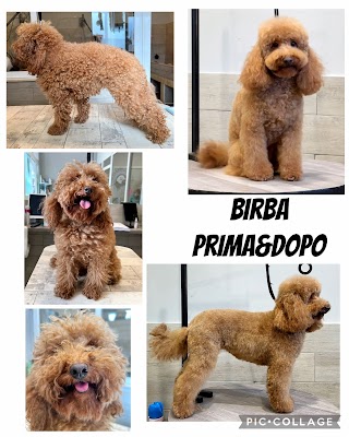 I Nostri Amici Grooming Salon & Pet Shop