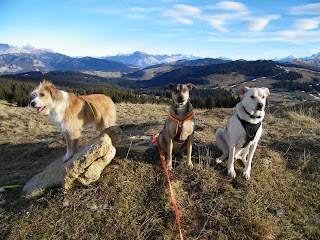 3 pattes pour 1 main - éducation et loisirs canin dans le Beaufortain