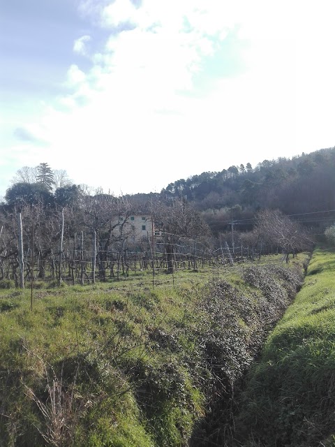 FATTORIA DI CATICCIANO