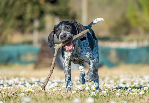 Dog Hotel il Gonnellino