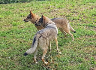 Le Tate di Fido pensione casalinga e asilo per cani a Monza