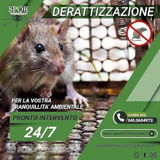 Spqr Disinfestazione | Derattizzazione | Disinfezione | Pest Control | Roma, Lazio