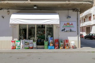 Avola