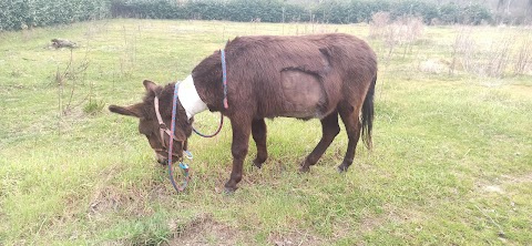 EQUIVET ROMA HOSPITAL CLINICA VETERINARIA EQUINA