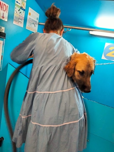 Shower Dog Udine