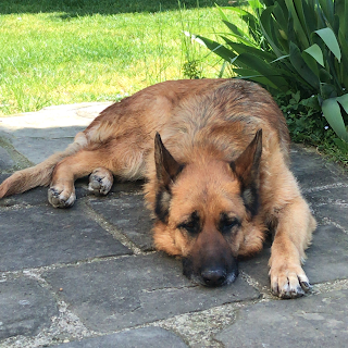 Ambulatorio Veterinario Dottoressa Passalacqua Tosca