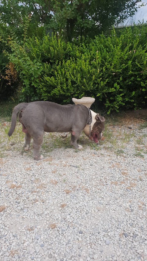 Ambulatorio Veterinario Pedicino di Perniconi Elena