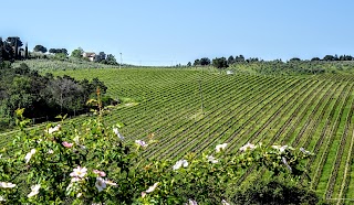 Berenice in Chianti