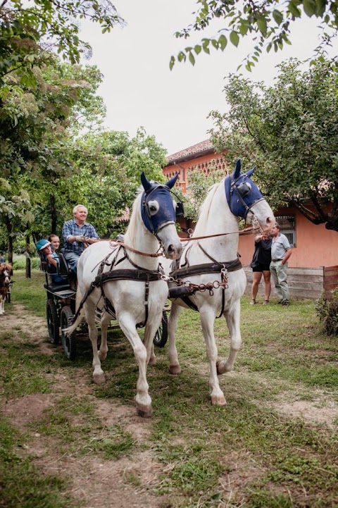 Centro Ippico Albarella - Pony Club, Scuola Equitazione, Pensione Cavalli