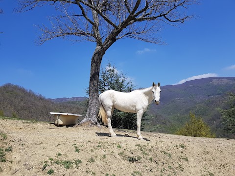 Villa Poggio Corella