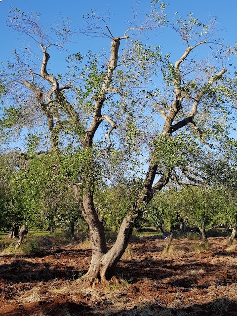 Trullo Suenn