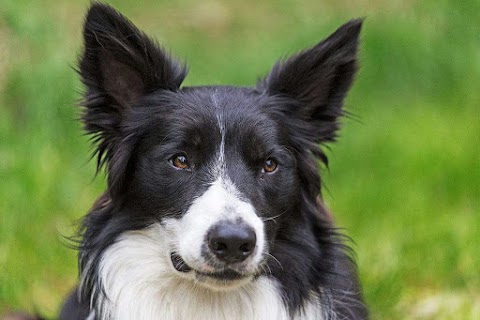 Pensione per Cani Arcobaleno Bologna