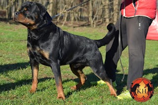 La Tana dei Lupi Allevamento Rottweiler Torino Piemonte Aus Der Krummholz