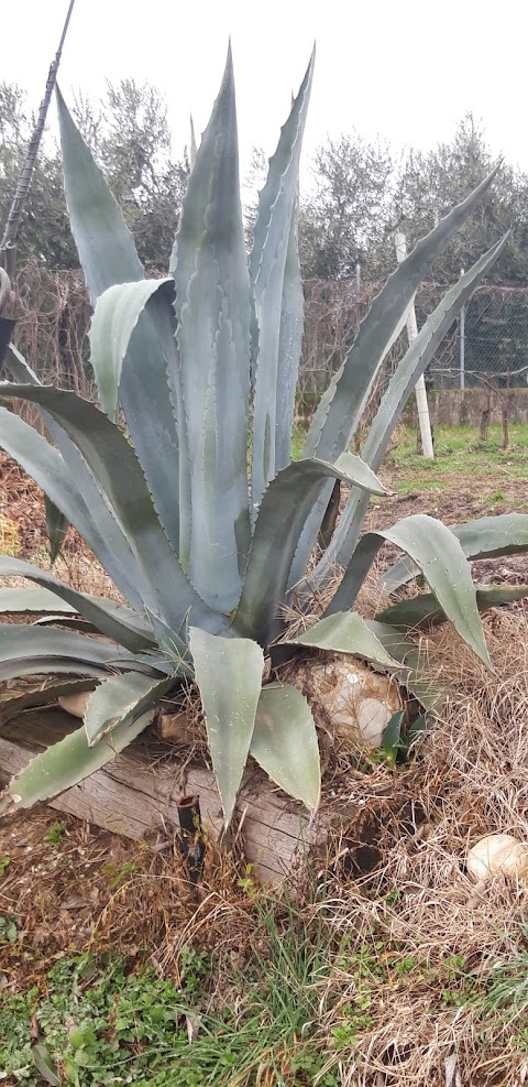 Vigna Trebeschi - Vendita Vino Sfuso