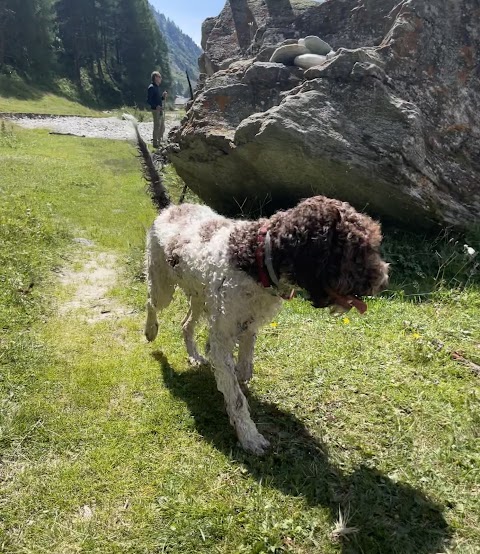 Allevamento Lagotto Romagnolo del Carpino Nero di Andrea Langianni