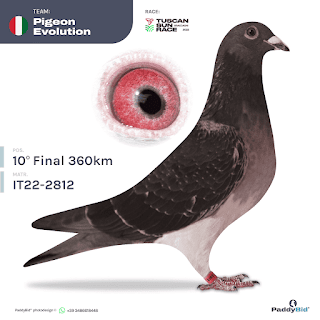 PIGEON EVOLUTION