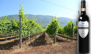 Antiche Cantine Terenzi Mario