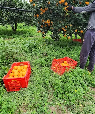 Azienda Agricola "AranceaDomicilio.it" Ribera (AG)