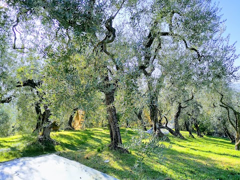 Olio di Oliva Toscana - Bardelli