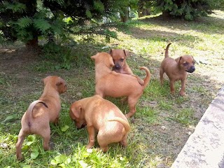 pensione per CANI e GATTI di Pizzagalli Riccardo