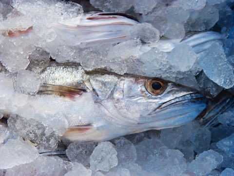 Nuova Belpesca Di Voltolina Giulio e Voltolina Cinzio