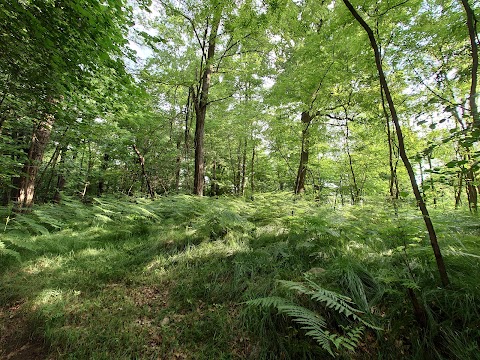 Il Lagone - Parco Naturale dei Lagoni di Mercurago