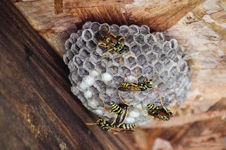 ARACNE DISINFESTAZIONI