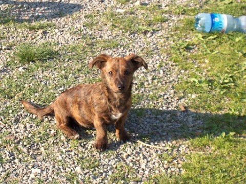 Clinica Veterinaria solo su appuntamento